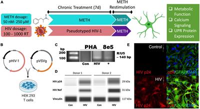 A Non-Canonical Role for IRE1α Links ER and Mitochondria as Key Regulators of Astrocyte Dysfunction: Implications in Methamphetamine use and HIV-Associated Neurocognitive Disorders